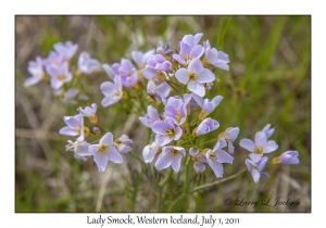 Lady Smock