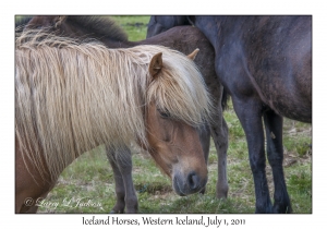 Iceland Horses