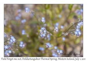 Field Forget-me-not