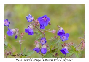 Wood Cranesbill