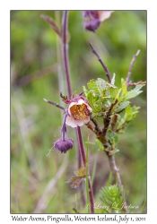 Water Avens