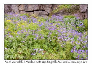 Wood Cranesbill & Meadow Buttercup