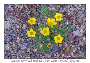 Common Silverweed