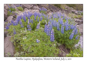 Nootka Lupines