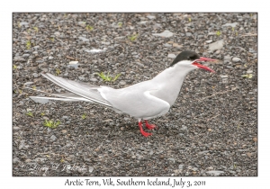 Arctic Tern