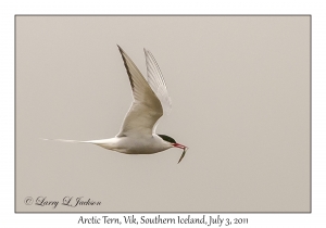 Arctic Tern