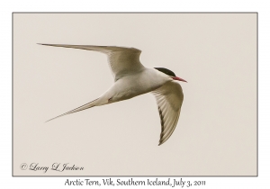 Arctic Tern