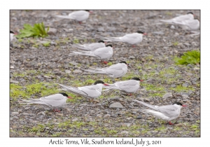 Arctic Terns