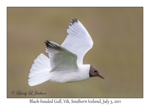 Black-headed Gull