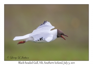 Black-headed Gull