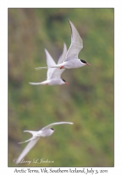 Arctic Terns