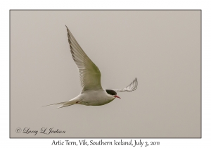 Arctic Tern