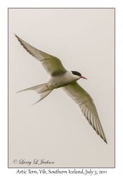 Arctic Tern