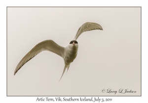 Arctic Tern