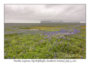 Nootka Lupines