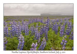 Nootka Lupines