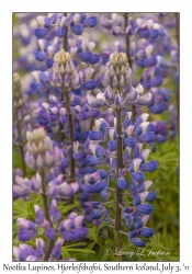 Nootka Lupines