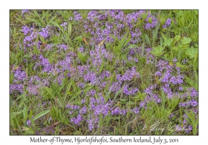 Mother-of-Thyme