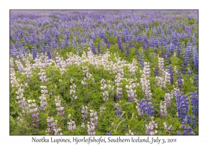 Nootka Lupines