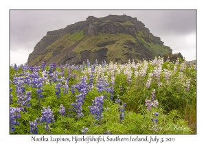 Nootka Lupines