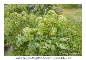 Garden Angelica