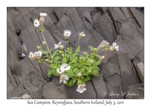 Sea Campion