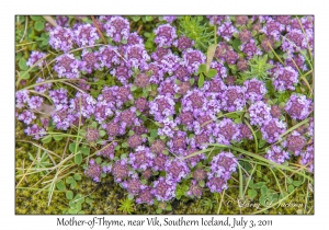Mother-of-Thyme
