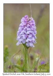 Spotted Orchid