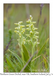 Northern Green Orchid