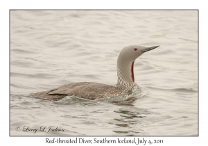 Red-throated Diver