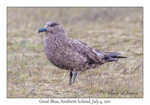 Great Skua