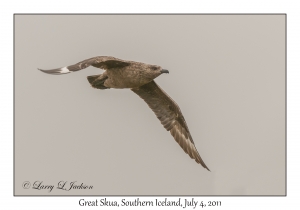 Great Skua