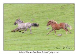 Iceland Horses