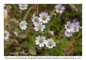 Mouse-ear Chickweed