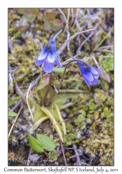 Common Butterwort