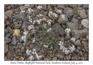 Snow Draba