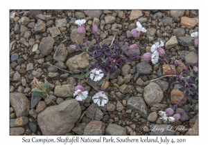 Sea Campion