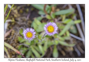 Alpine Fleabane