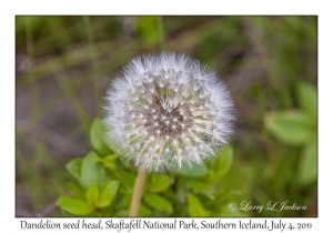 Dandelion Seed Head