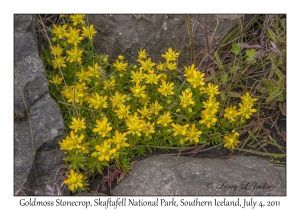 Goldmoss Stonecrop