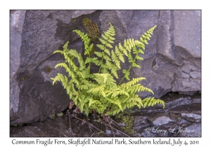 Common Fragile Fern