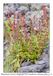 Mountain Sorrel