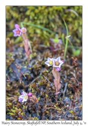 Hairy Stonecrop