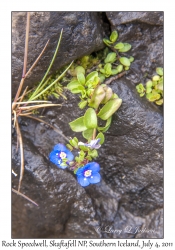 Rock Speedwell