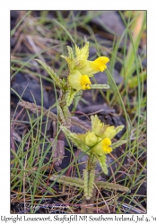 Upright Lousewort