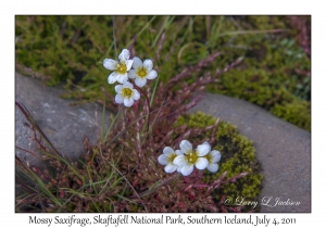 Mossy Saxifrage