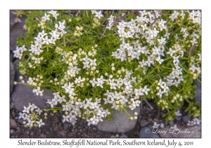 Slender Bedstraw