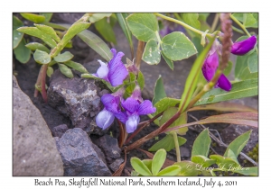 Beach Pea