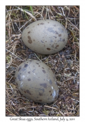 Great Skua eggs