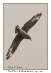 Great Skua